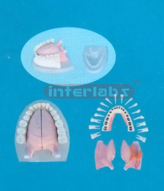 MIDDLE ANATOMICAL TONGUE MODEL WITH FULL MANENT ALL DISSECTIBLE AND PLASTIC BASE